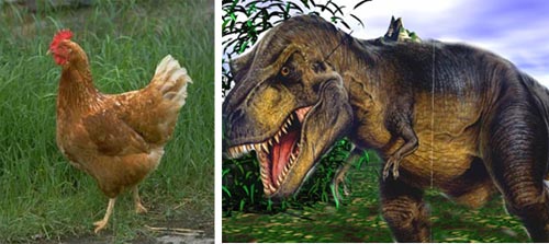 chickens and trex